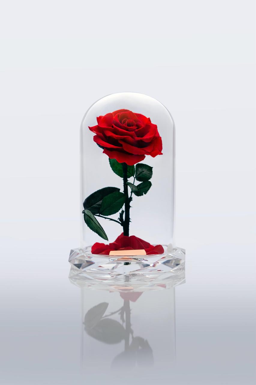 Red Rose Immortal