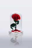 Red Rose Immortal