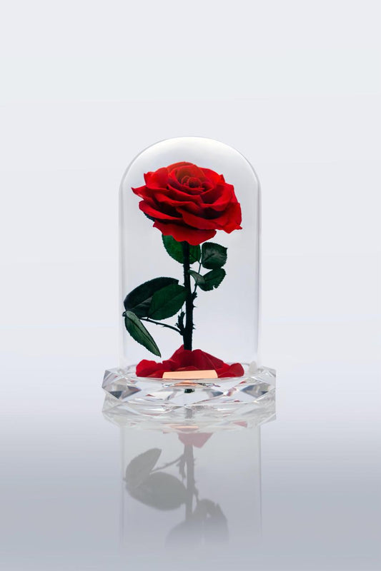 Red Rose Immortal