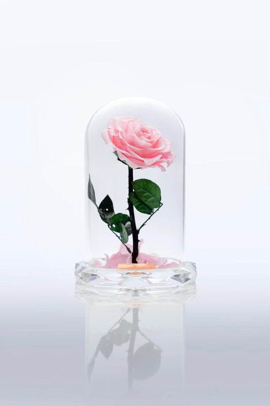 Pink Rose Immortal