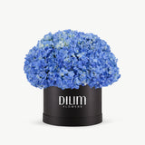 Blue Hydrangea Box