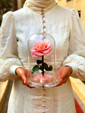 Pink Rose Immortal