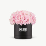 Pink Hydrangea  Box