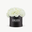 White  Hydrangea  Box