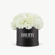 White  Hydrangea  Box
